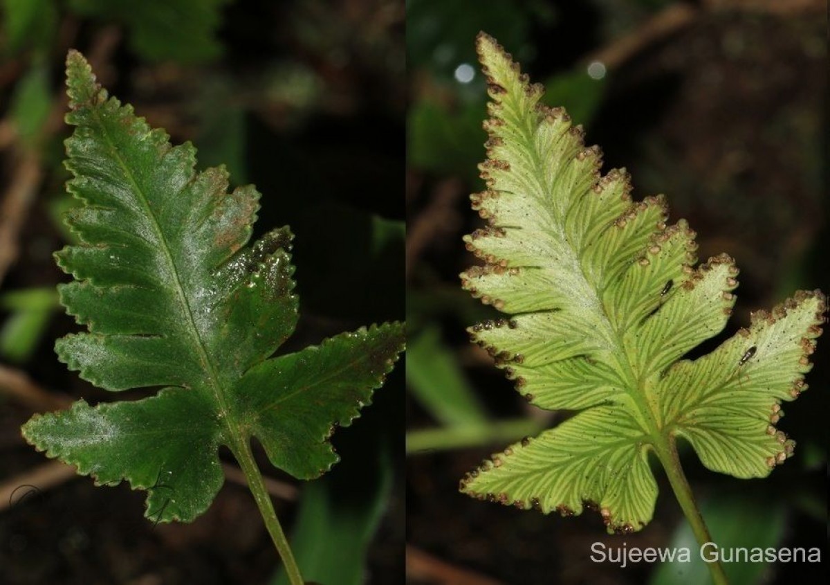 Davallia repens  (L.f.) Kuhn